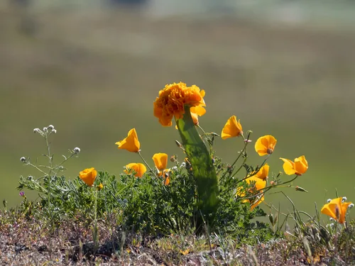 California poppy (Eschscholzia californica), photograph