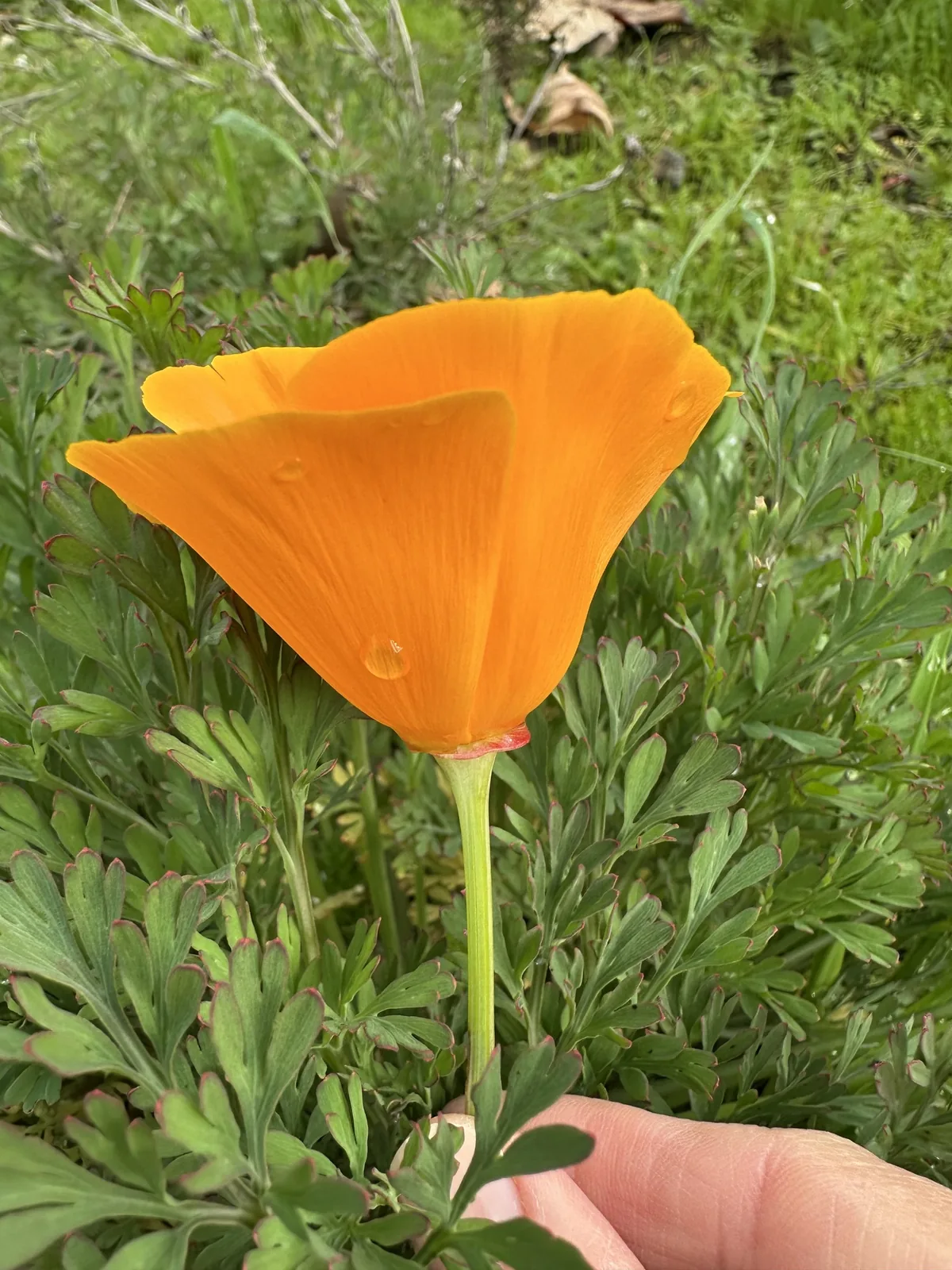 California poppy (Eschscholzia californica), photograph