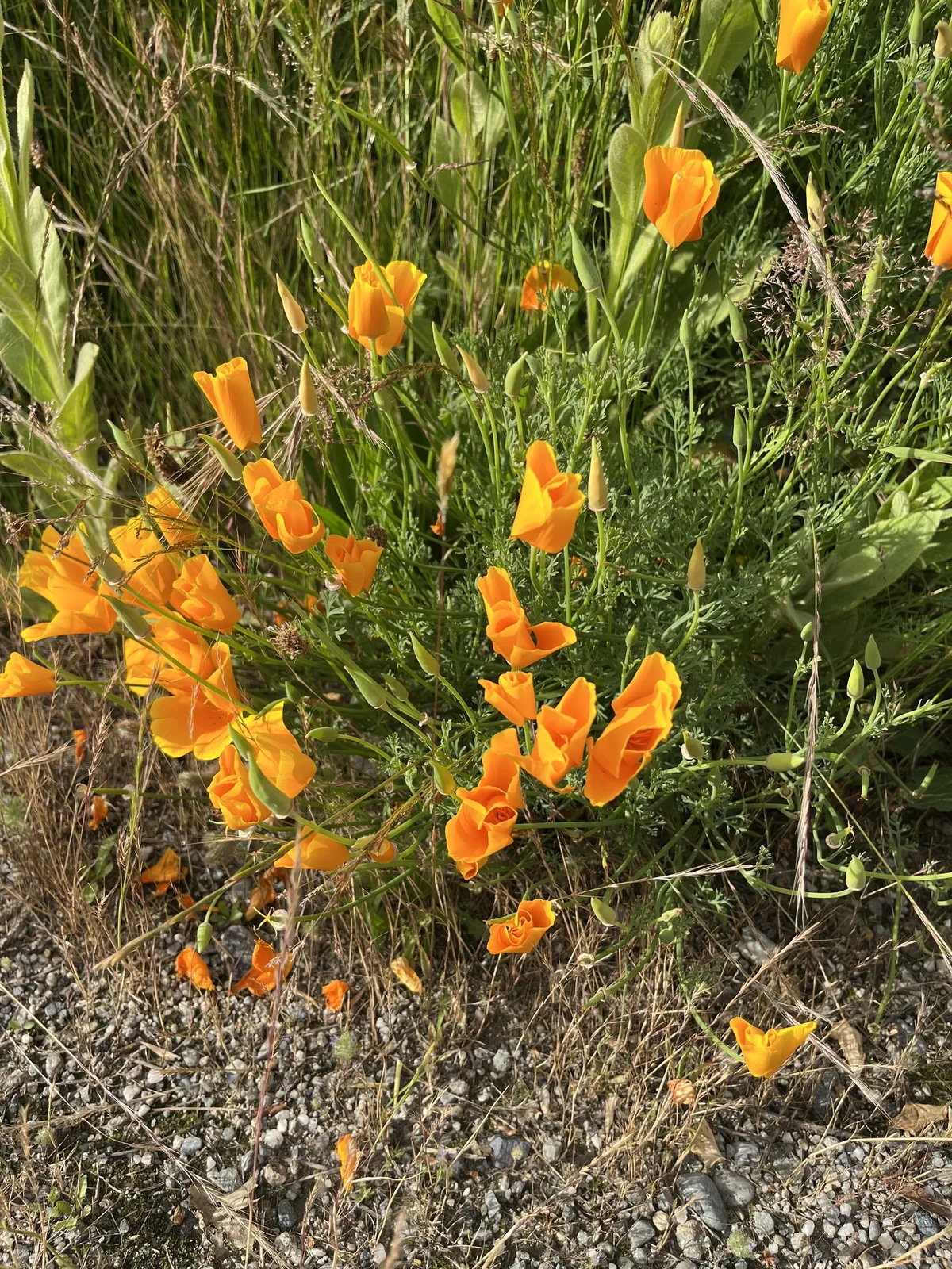 California poppy (Eschscholzia californica), photograph