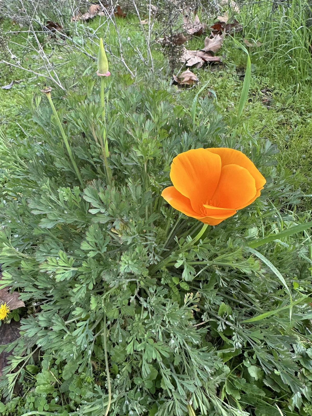 Photo: Irina Mitine, via iNaturalist · CC BY · via GBIF California Poppy, photograph