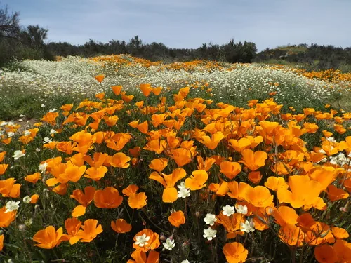 California poppy (Eschscholzia californica), photograph