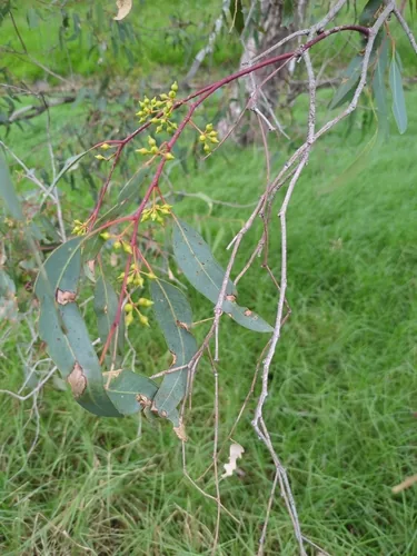 Red River Gum Southern Provenances (Eucalyptus camaldulensis), photograph