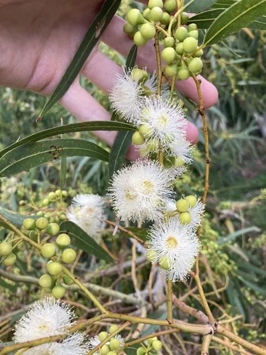 Red River Gum Southern Provenances (Eucalyptus camaldulensis), photograph