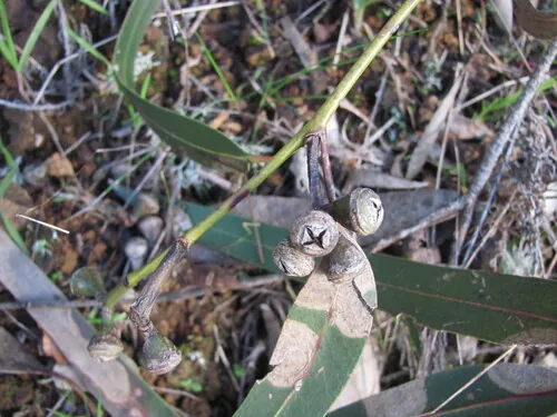 Red River Gum Southern Provenances (Eucalyptus camaldulensis), photograph