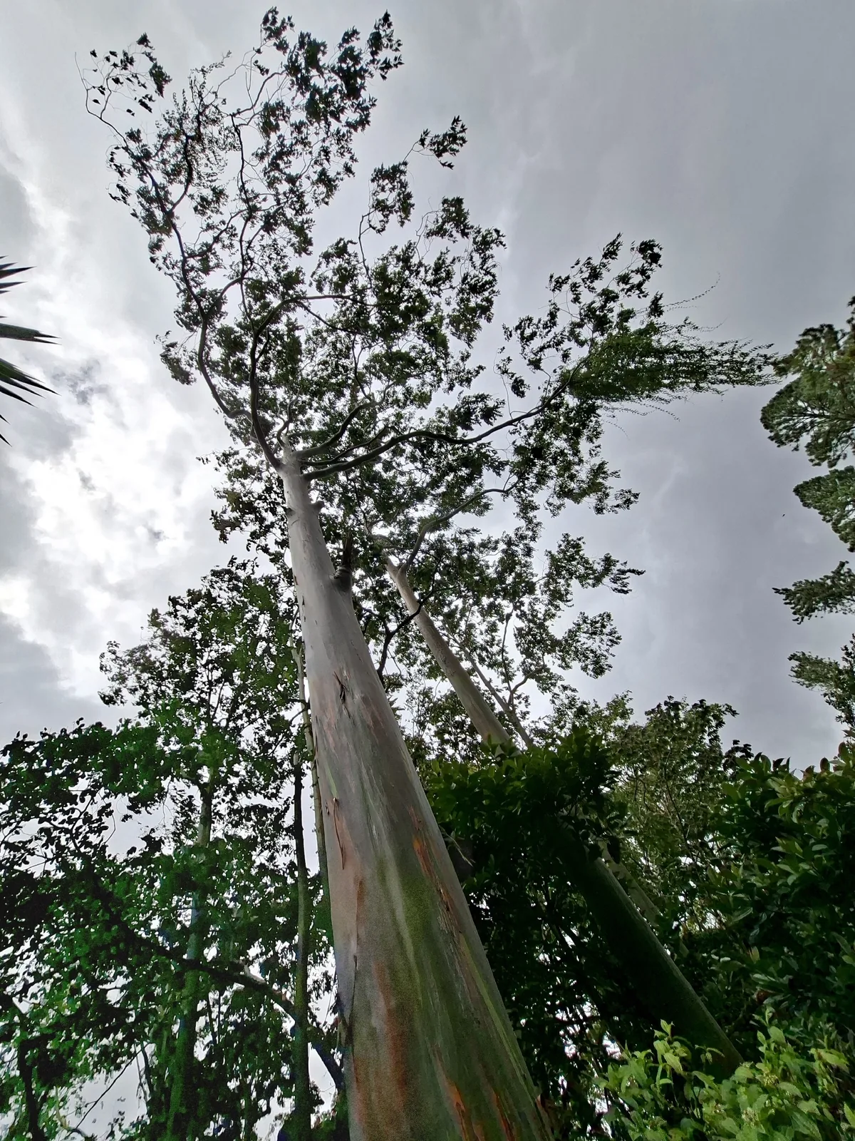 Mindanao gum (Eucalyptus deglupta), photograph
