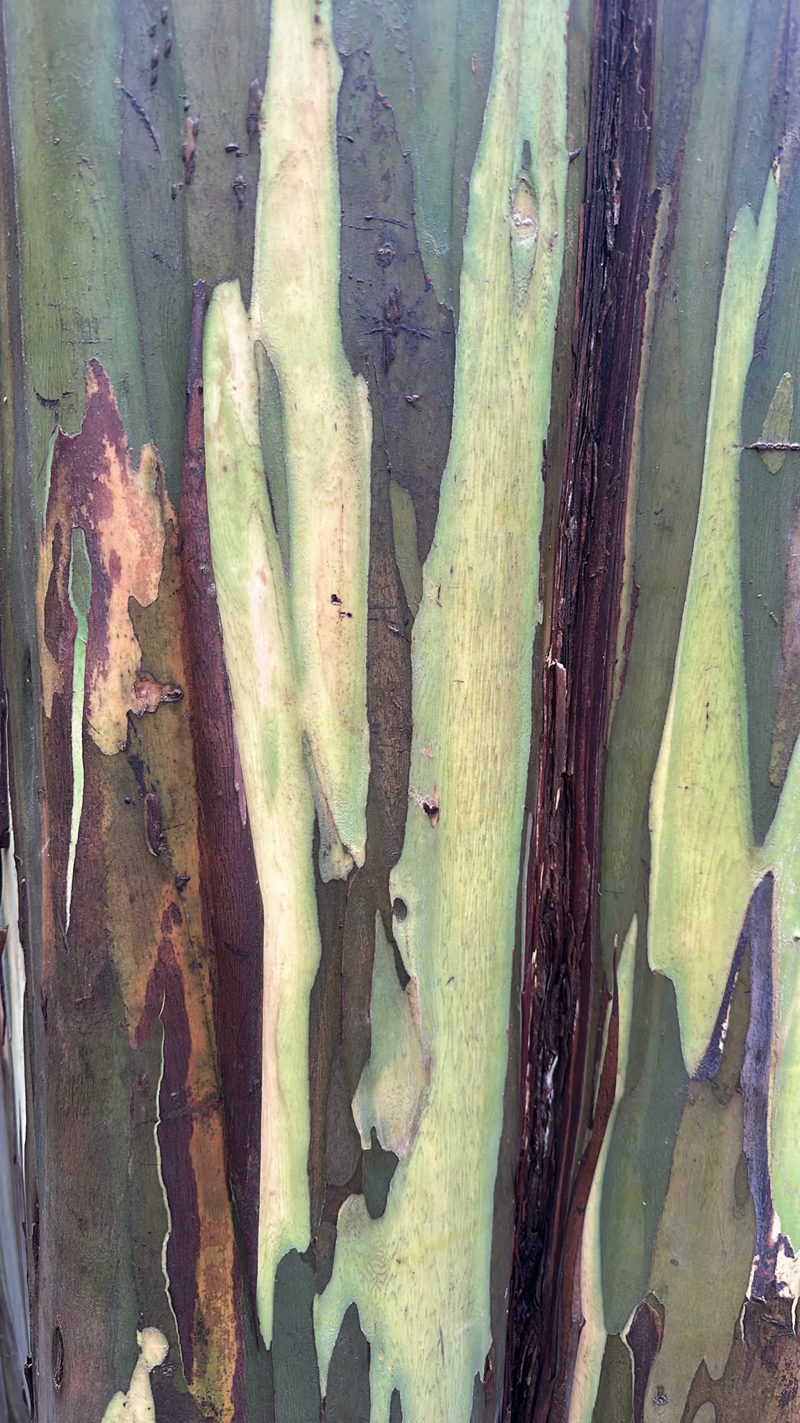 Mindanao gum (Eucalyptus deglupta), photograph