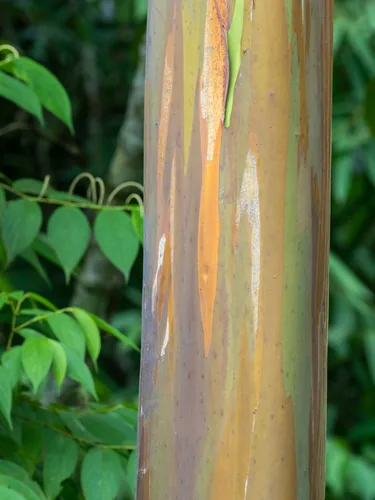 Mindanao gum (Eucalyptus deglupta), photograph