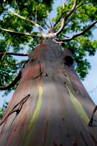 Mindanao gum (Eucalyptus deglupta), photograph