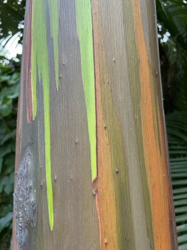 Photo: no rights reserved · CC0 · via iNaturalist Mindanao gum (Eucalyptus deglupta), photograph