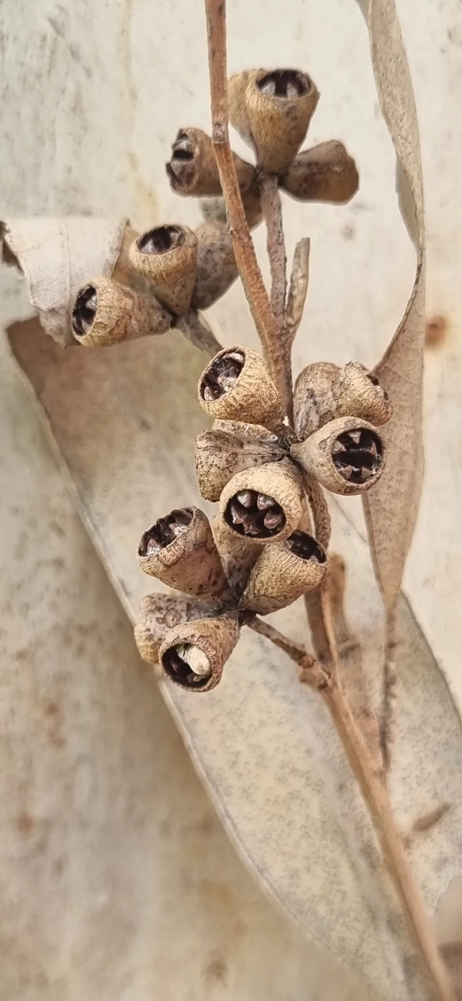 rose gum (Eucalyptus grandis), photograph