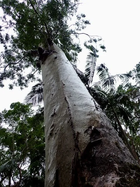 rose gum (Eucalyptus grandis), photograph