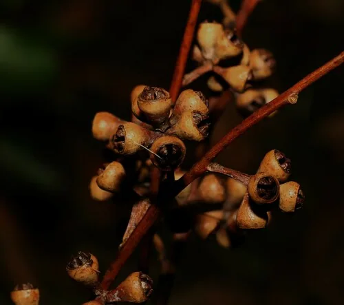 rose gum (Eucalyptus grandis), photograph