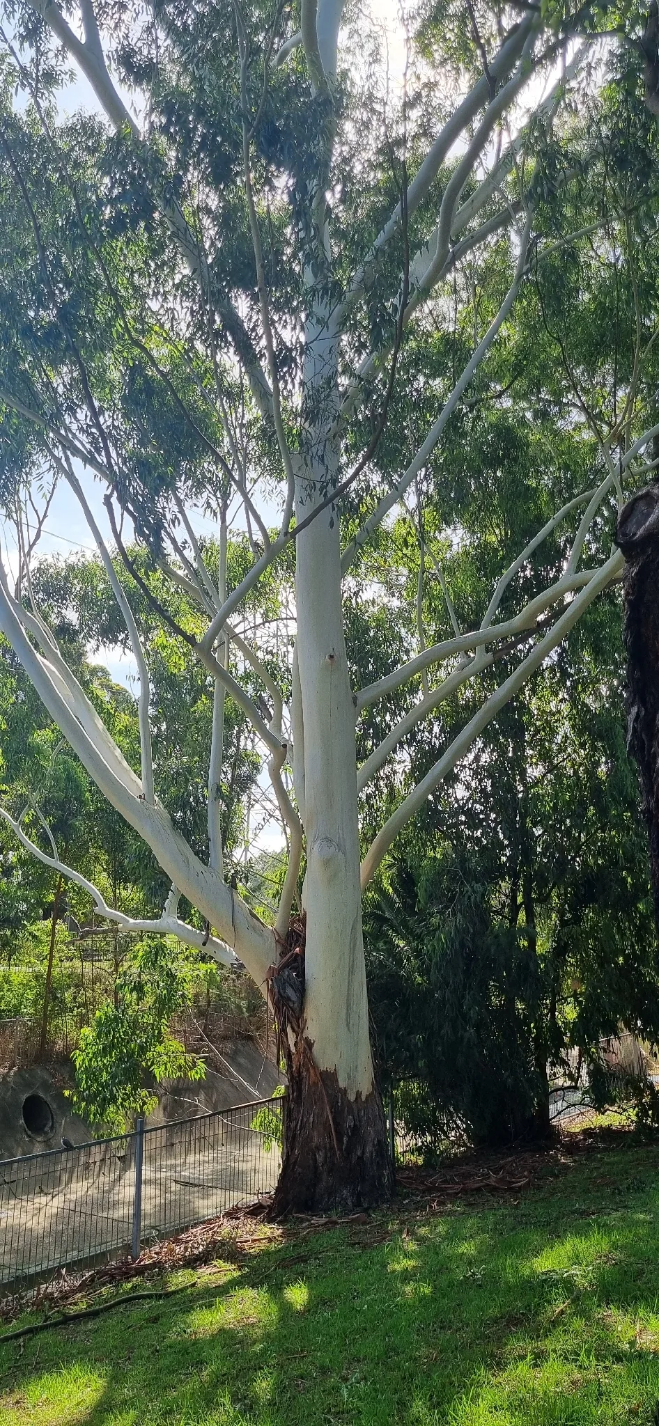 rose gum (Eucalyptus grandis), photograph