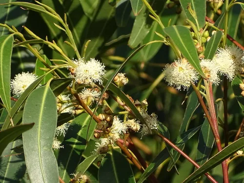 rose gum (Eucalyptus grandis), photograph