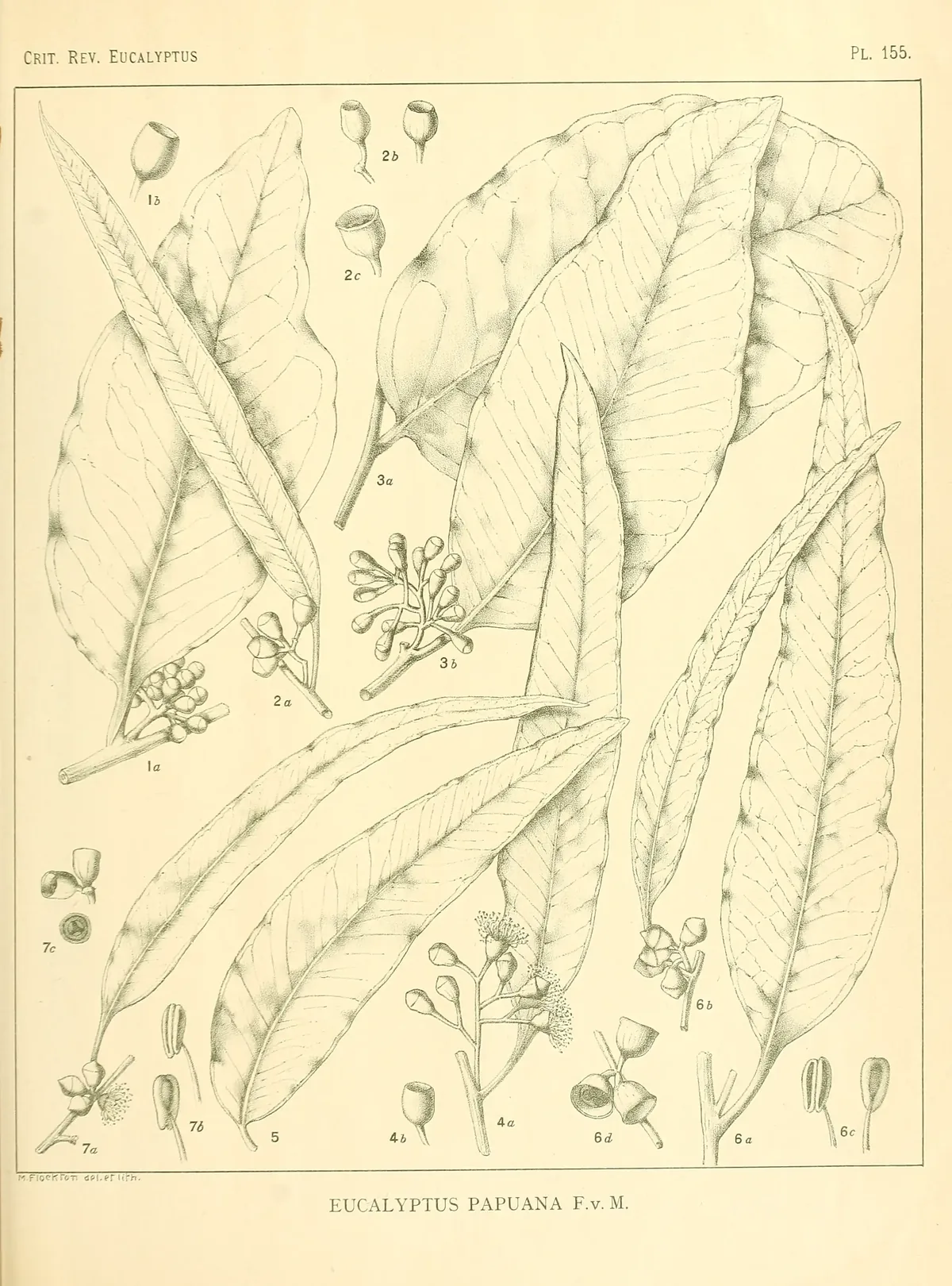 ghost gum (Eucalyptus papuana), botanical illustration