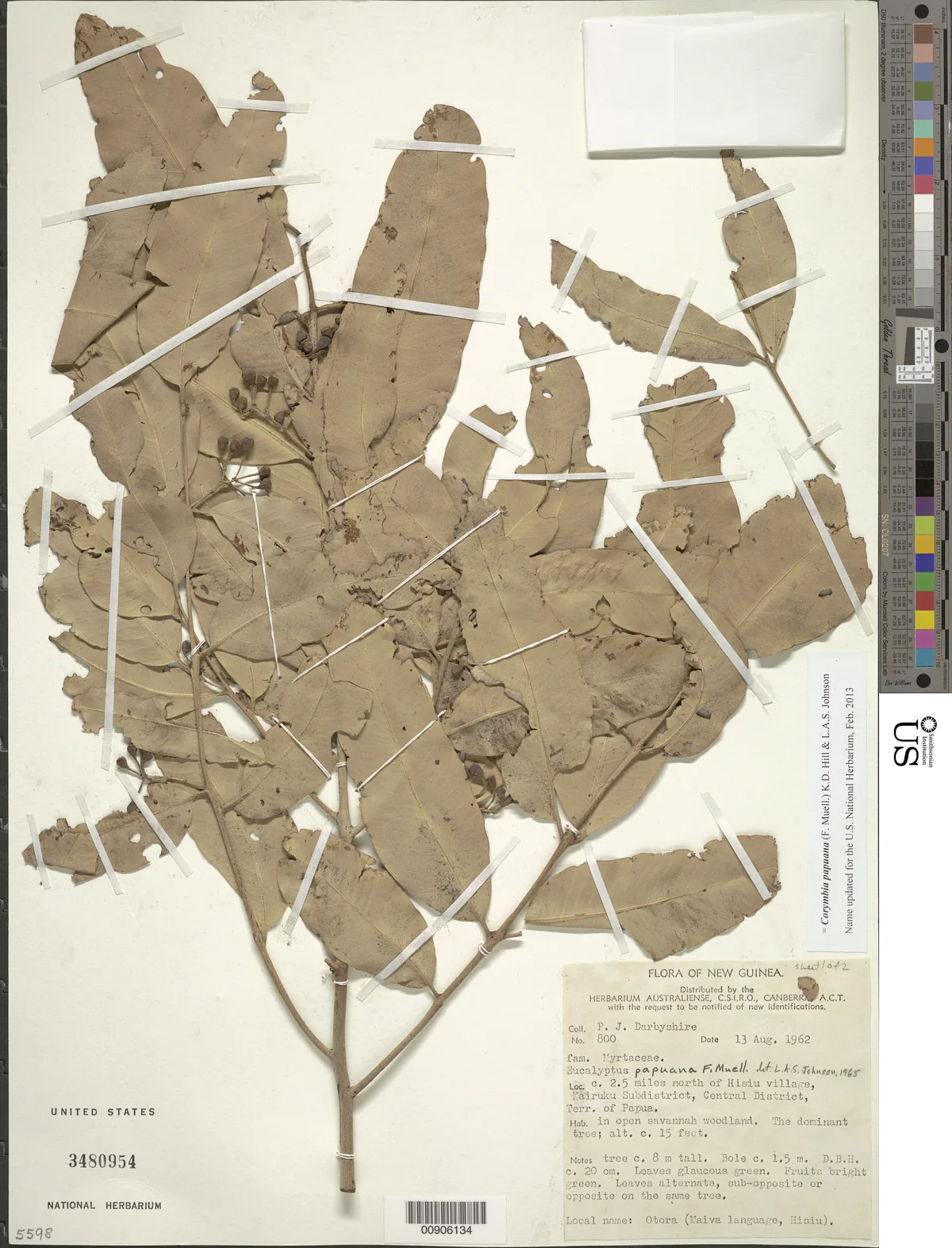 ghost gum (Eucalyptus papuana), photograph