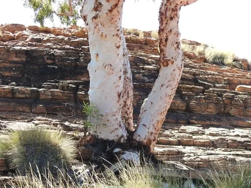 Photo: (c) Ashleigh Robbins, some rights reserved · CC BY · via iNaturalist ghost gum (Eucalyptus papuana), photograph