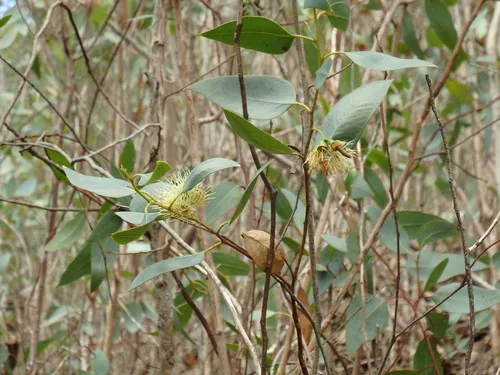 Photo: (c) Duarte Frade, some rights reserved · CC BY · via iNaturalist swamp mahogany (Eucalyptus robusta), photograph