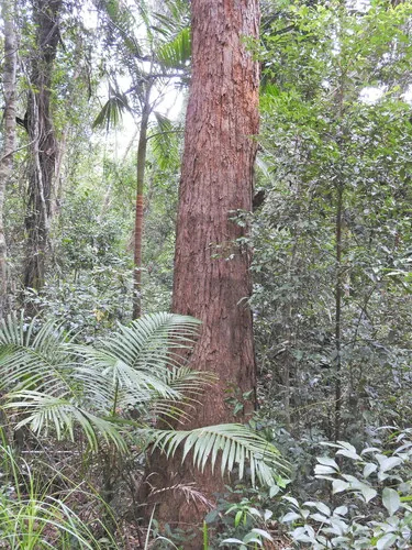swamp mahogany (Eucalyptus robusta), photograph