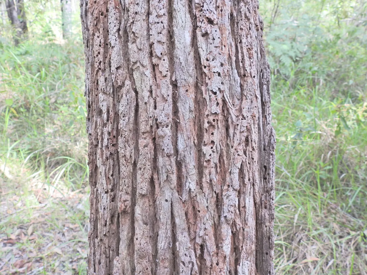 swamp mahogany (Eucalyptus robusta), photograph