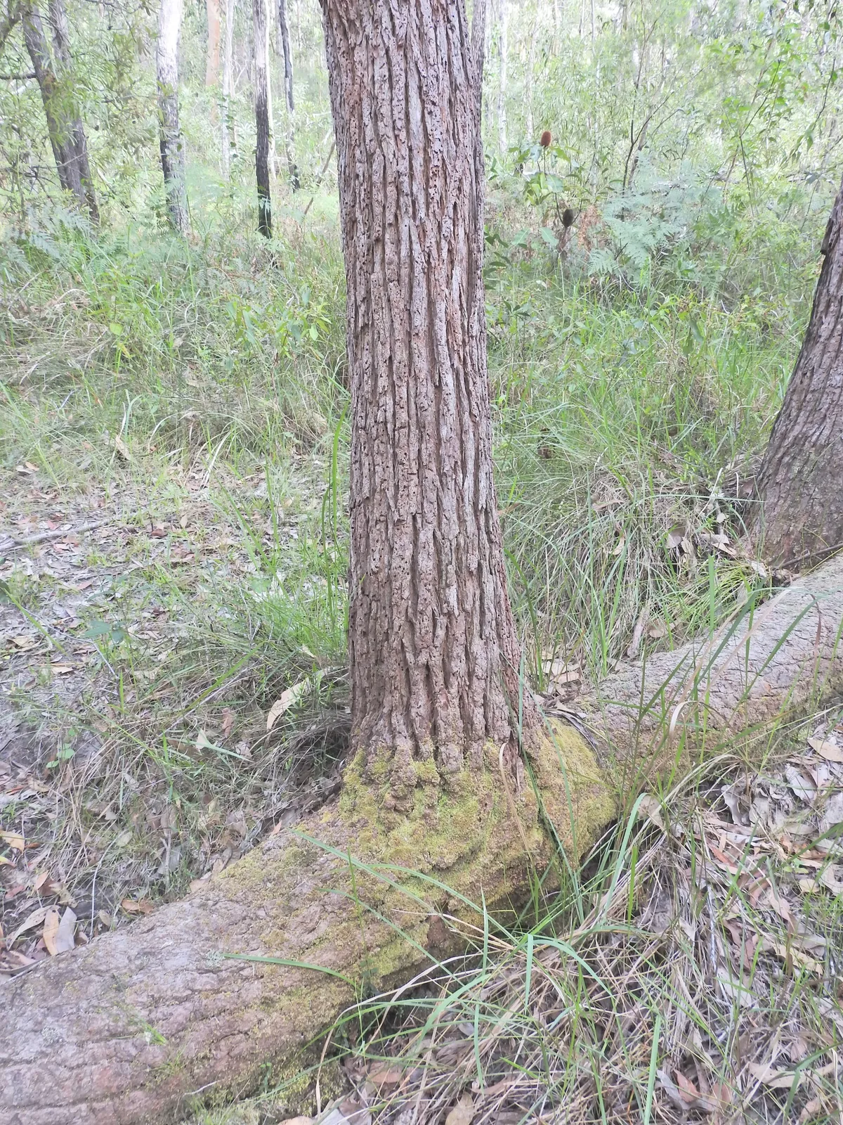 swamp mahogany (Eucalyptus robusta), photograph