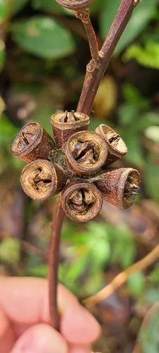 swamp mahogany (Eucalyptus robusta), photograph