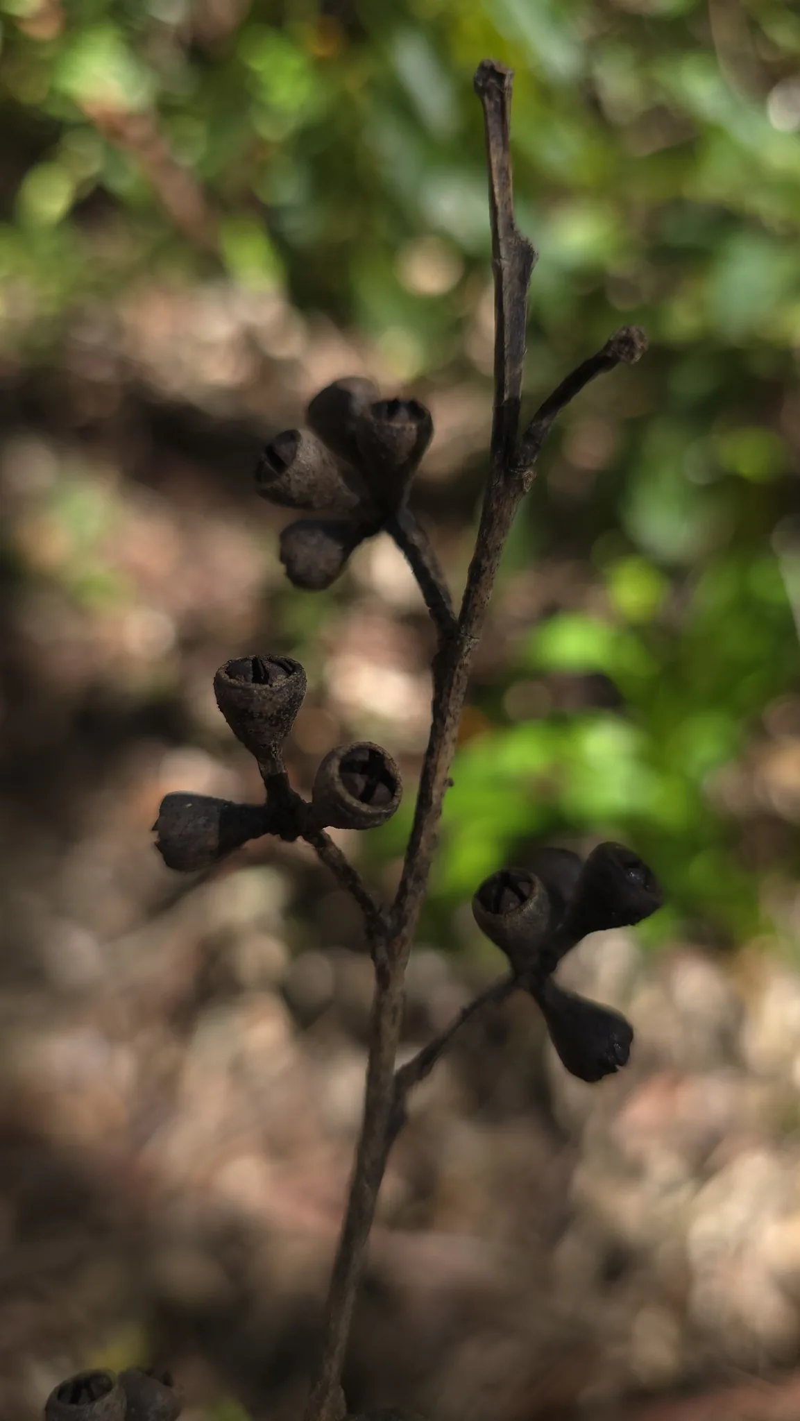Sydney blue gum (Eucalyptus saligna), photograph