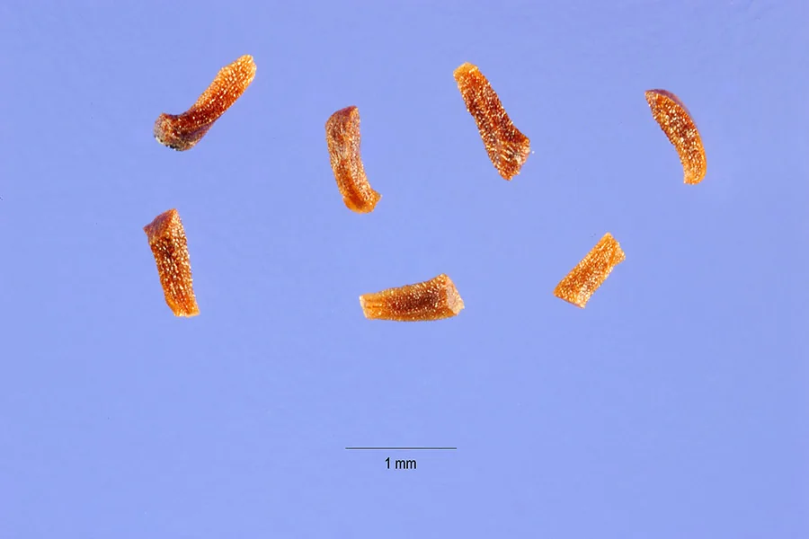 Sydney blue gum (Eucalyptus saligna), photograph