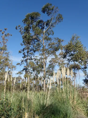 Sydney blue gum (Eucalyptus saligna), photograph