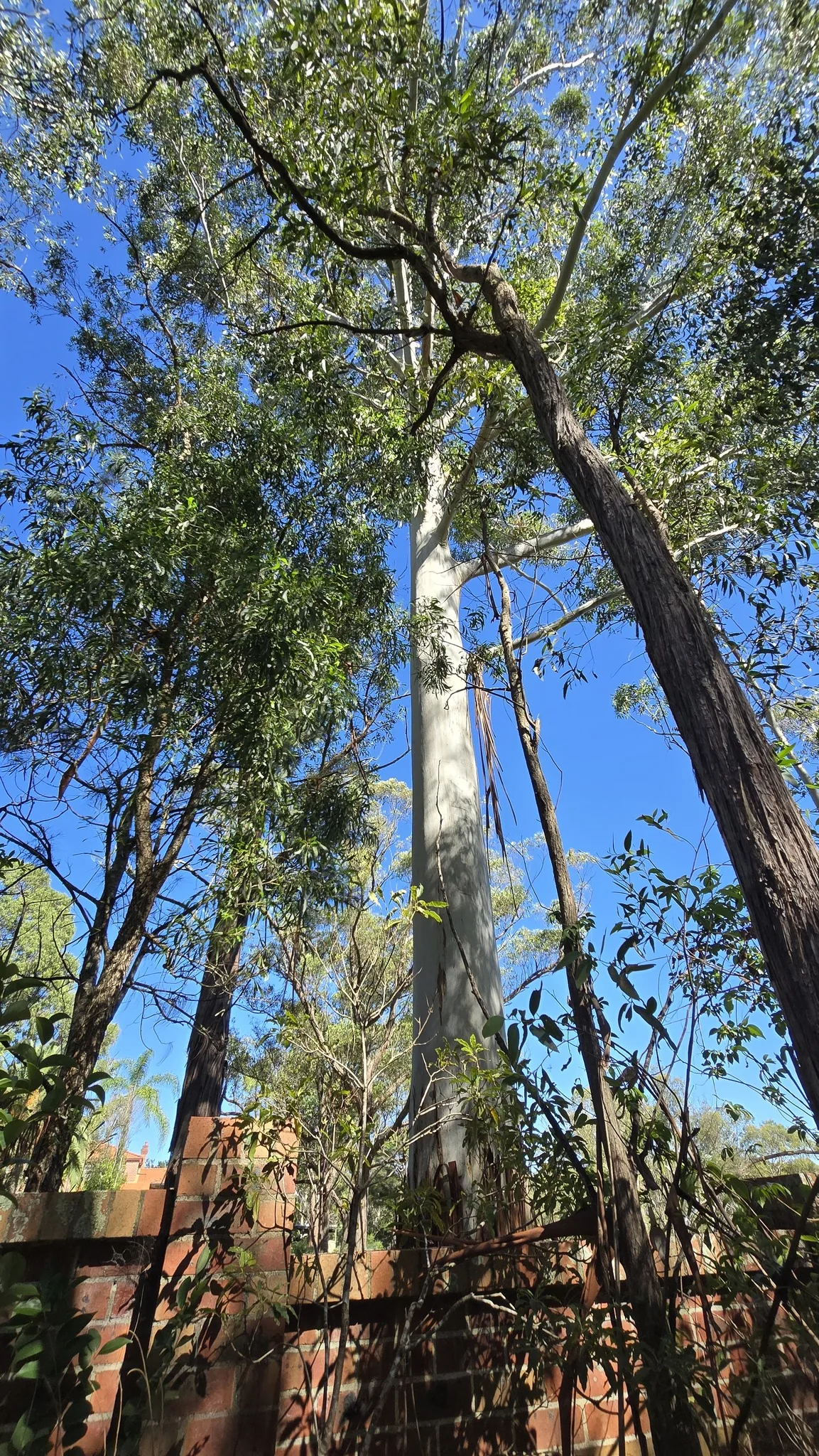 Photo: Petra Holland, via iNaturalist · CC BY · via GBIF Sydney blue gum (Eucalyptus saligna), photograph
