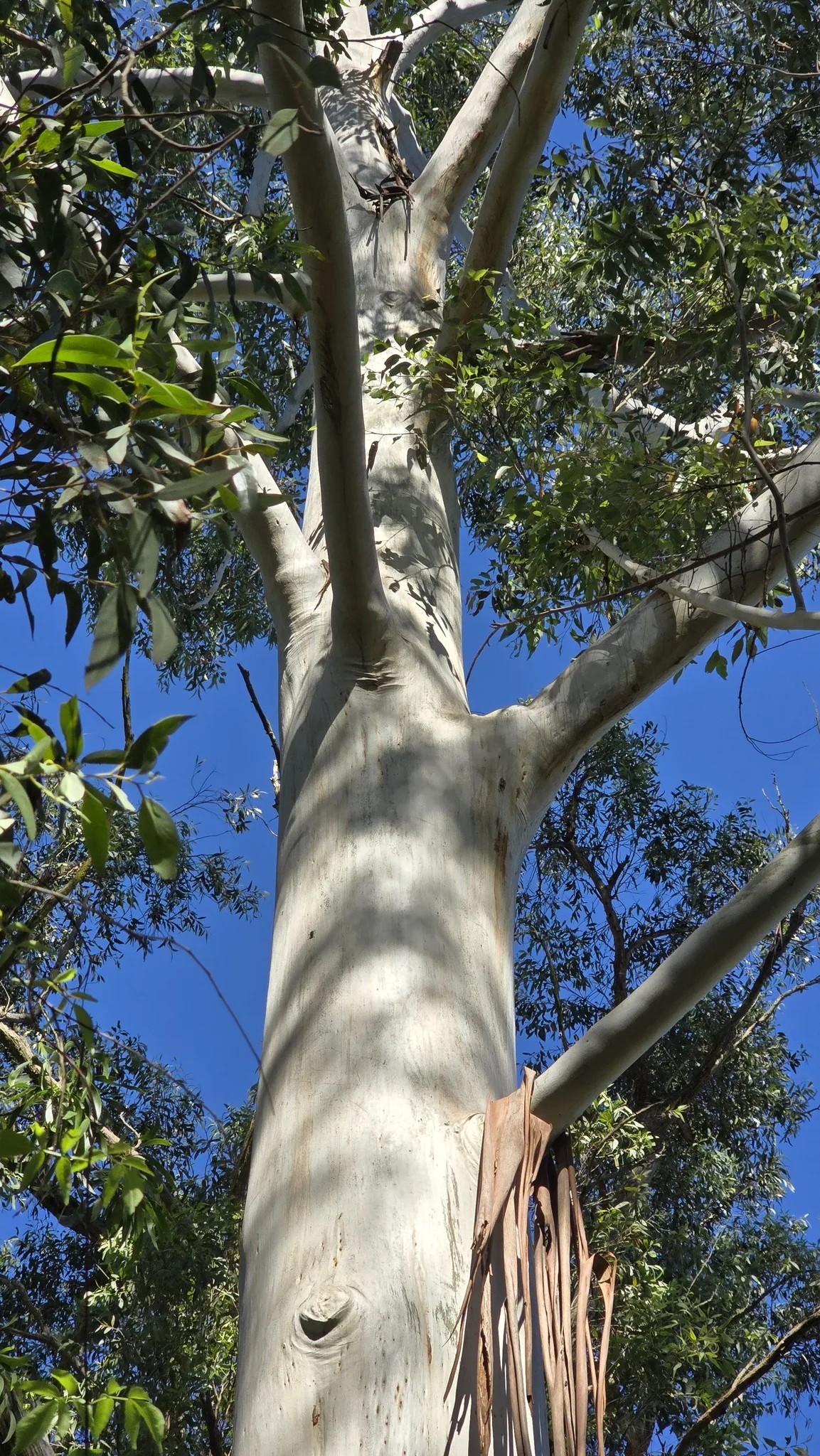 Sydney blue gum (Eucalyptus saligna), photograph
