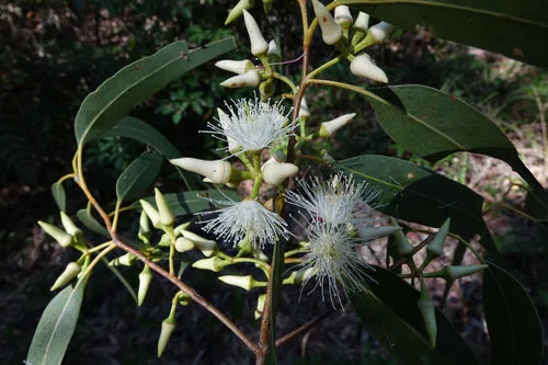 siver ironbark (Eucalyptus tereticornis), photograph