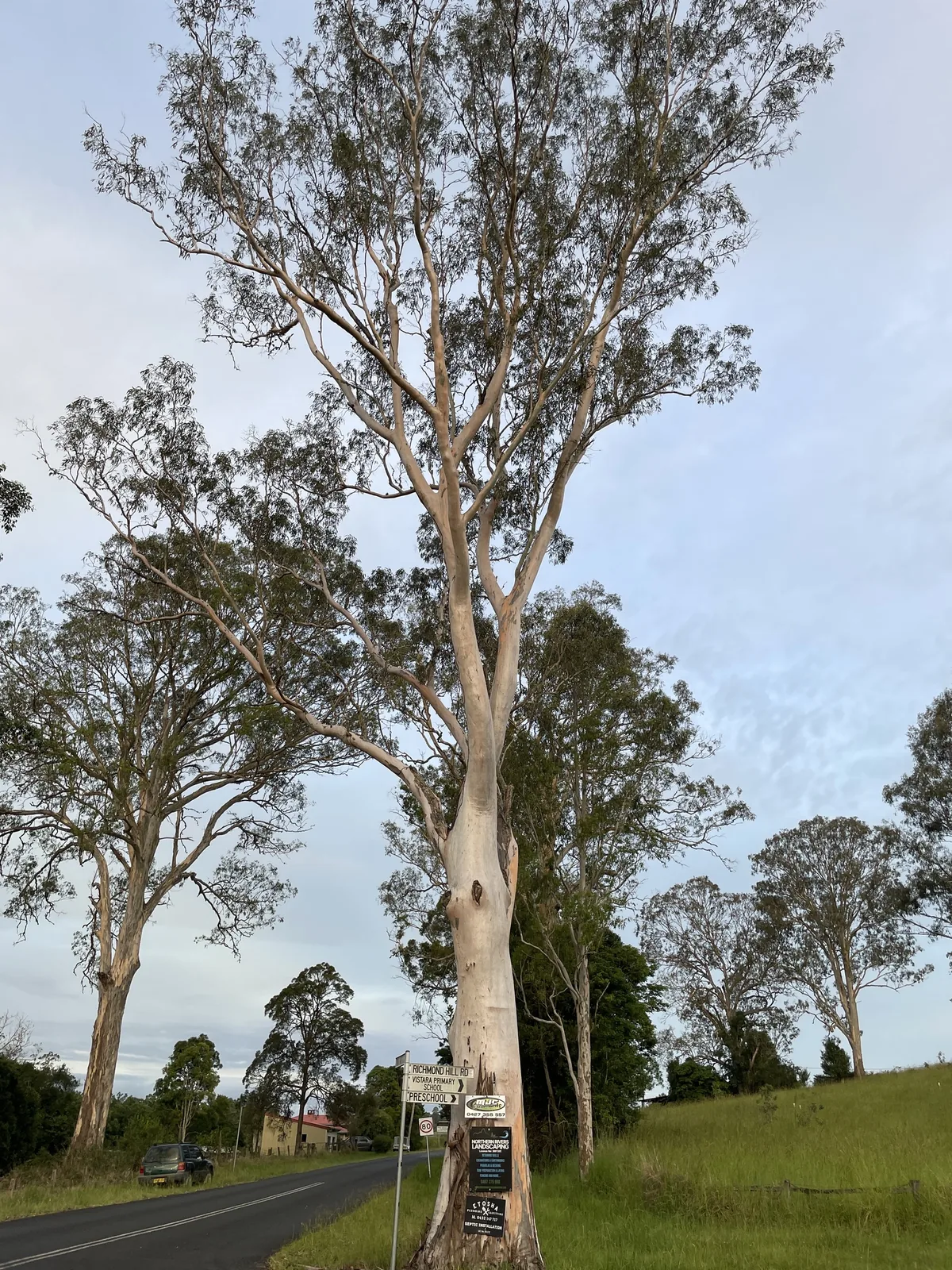 siver ironbark (Eucalyptus tereticornis), photograph