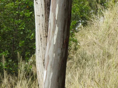 siver ironbark (Eucalyptus tereticornis), photograph