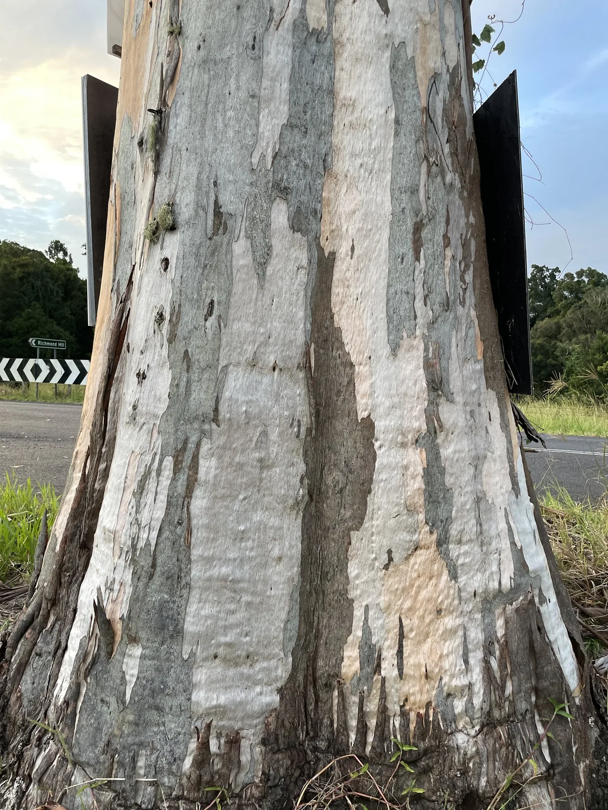 siver ironbark (Eucalyptus tereticornis), photograph