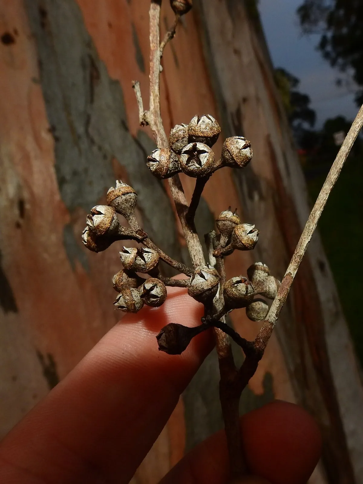 siver ironbark (Eucalyptus tereticornis), photograph
