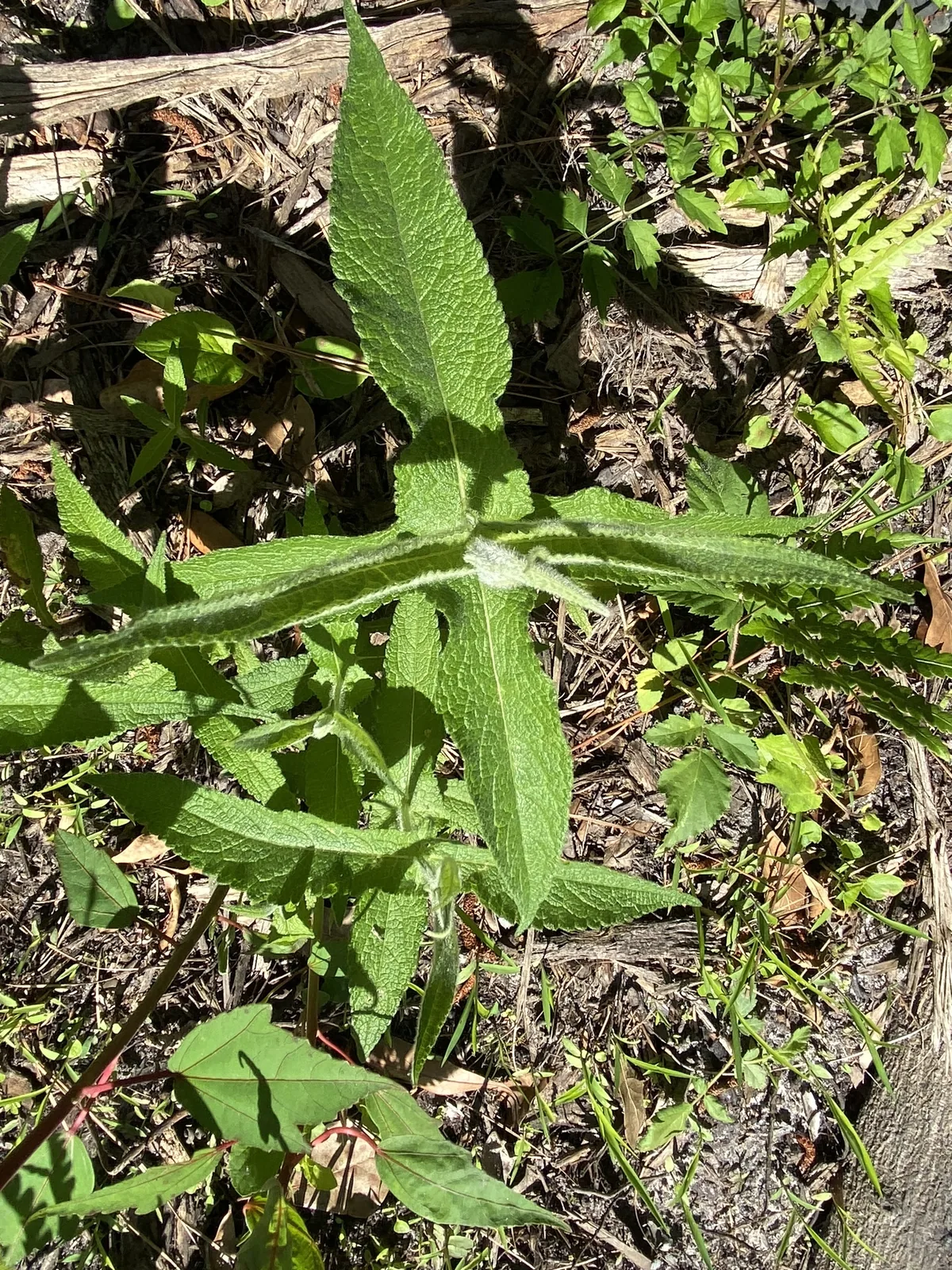 Boneset (Eupatorium perfoliatum), photograph