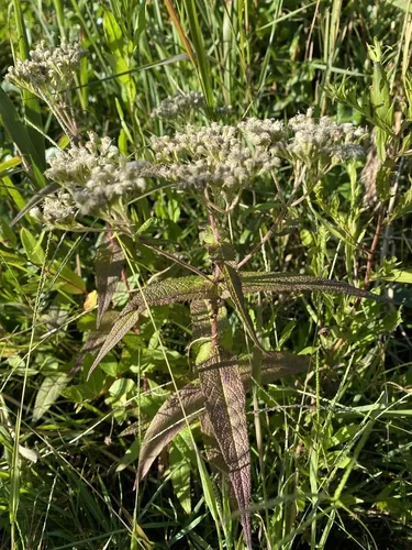 Boneset (Eupatorium perfoliatum), photograph