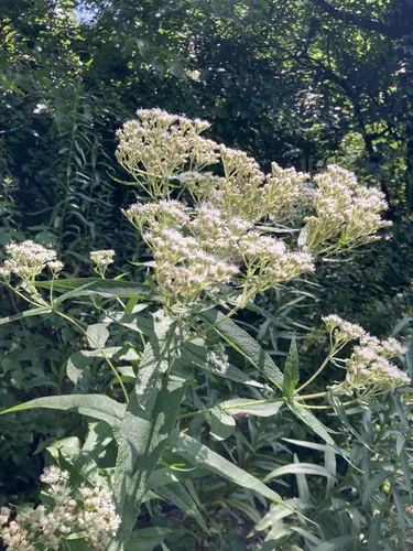 Boneset (Eupatorium perfoliatum), photograph