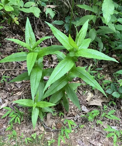 Boneset (Eupatorium perfoliatum), photograph