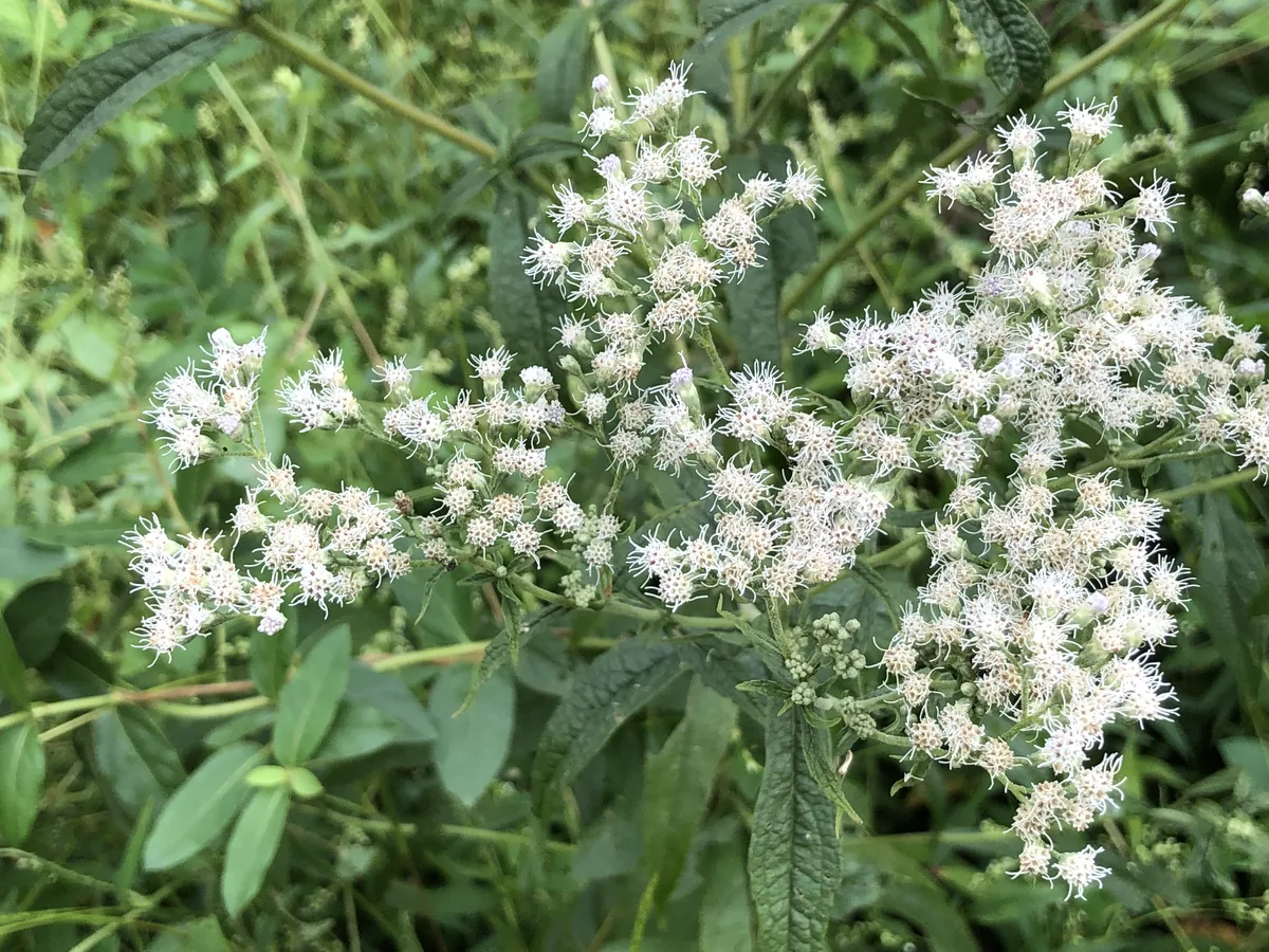 Photo: Famartin, CC BY-SA 4.0, via Wikimedia Commons · CC BY-SA 4.0 · via Wikimedia Boneset (Eupatorium perfoliatum), photograph