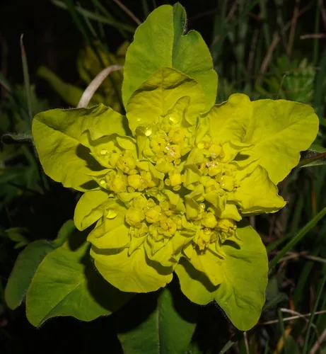 Photo: (c) Patrick Hacker, some rights reserved · CC BY · via iNaturalist euphorbia (Euphorbia polychroma), photograph