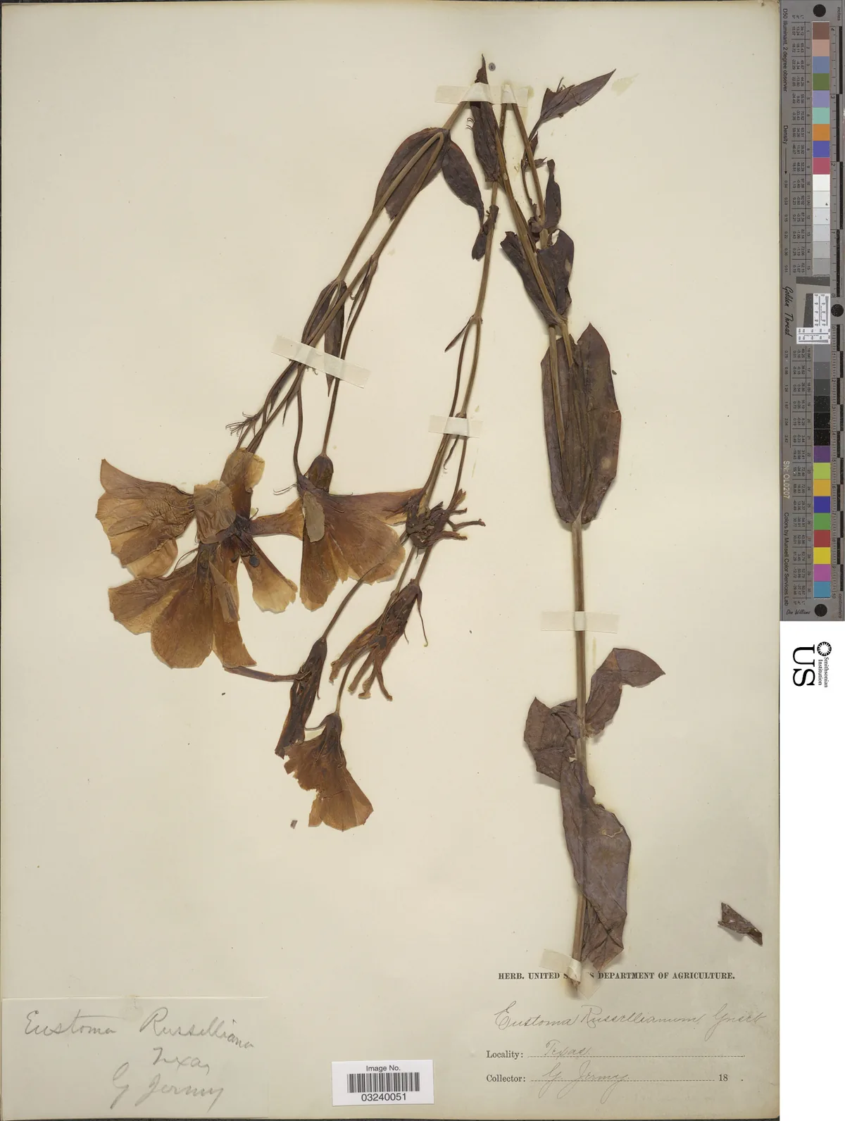 Lisianthus (Eustoma grandiflorum), photograph