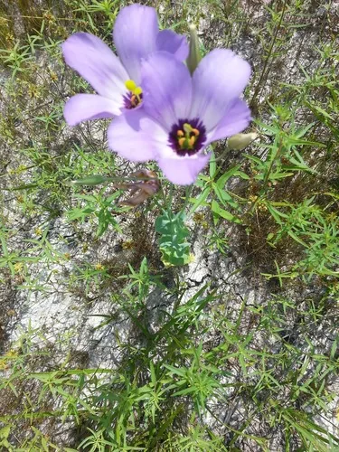 Lisianthus (Eustoma grandiflorum), photograph