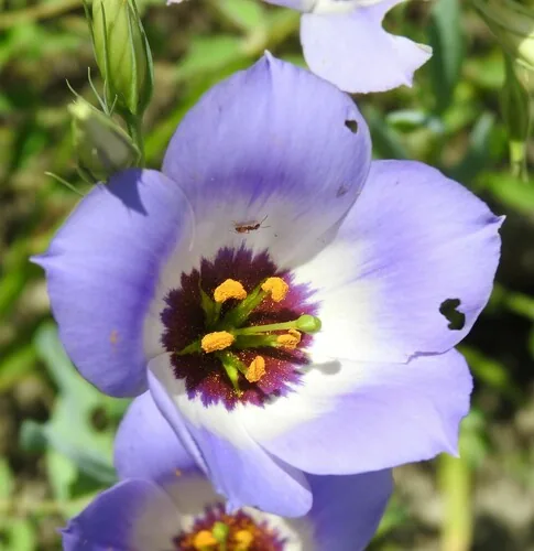 Photo: (c) saltyhiker, some rights reserved · CC BY · via iNaturalist lisianthus (Eustoma grandiflorum), photograph