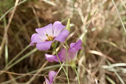 Lisianthus (Eustoma grandiflorum), photograph