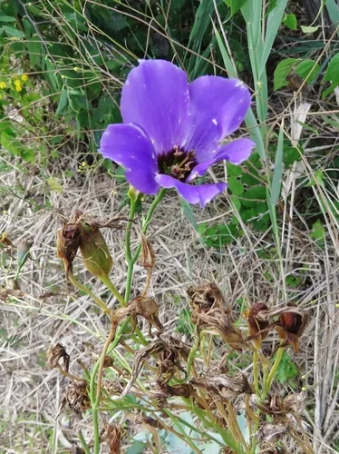 Lisianthus (Eustoma grandiflorum), photograph