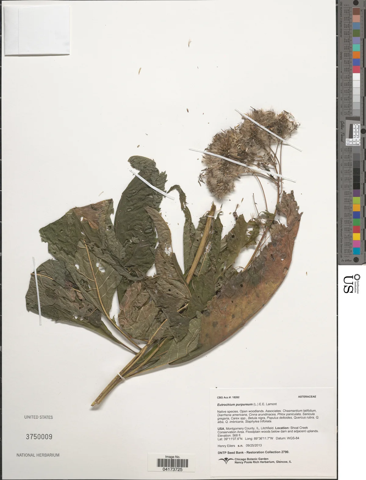 Joe Pye Weed (Eutrochium purpureum), photograph