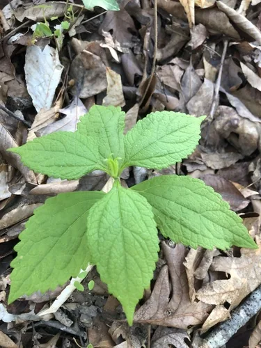 Joe Pye Weed (Eutrochium purpureum), photograph