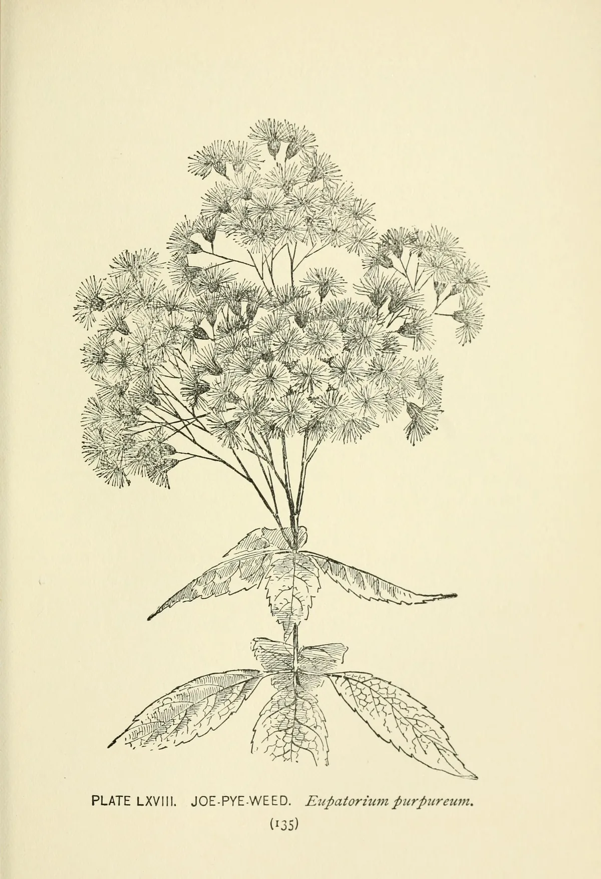 Joe Pye Weed (Eutrochium purpureum), botanical illustration